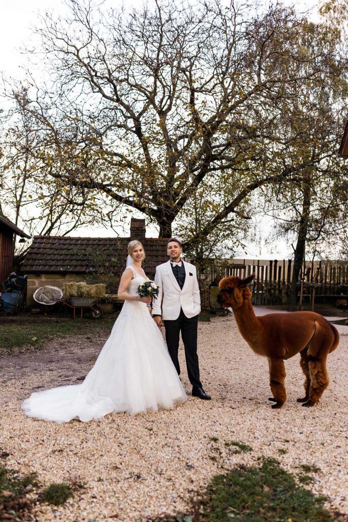 Alpaka-Shooting bei Hochzeit