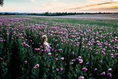 Fotoshooting in lila Mohnblumen in Öhringen