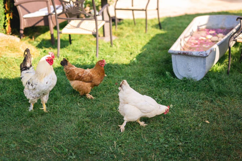 46-hochzeit-bartholomae-neresheim
